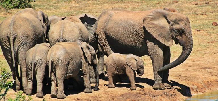 elephant-animal-herd-of-elephants-elephant-family.jpeg